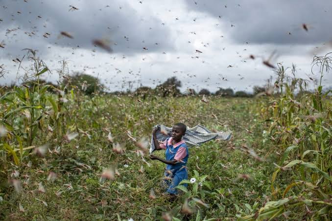 Photo of Ataque de gafanhotos na África é situação sem precedentes, avalia a FAO