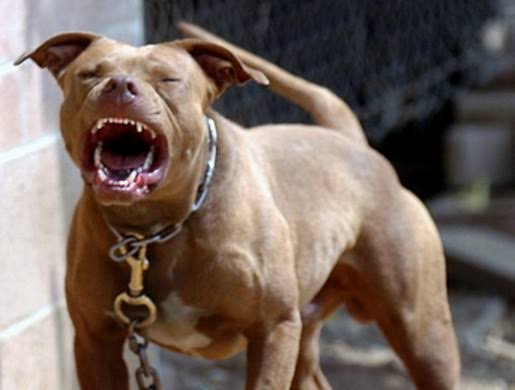 Photo of QUERÊNCIA- Cão é morto por outro da raça Pit bull