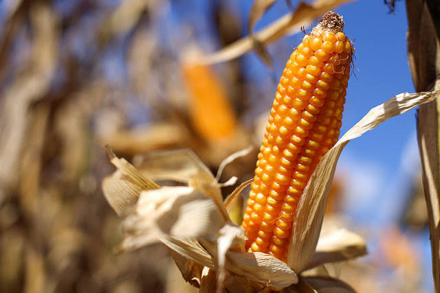 Photo of Efeito câmbio: custo para produzir milho está quase 8% mais caro em MT