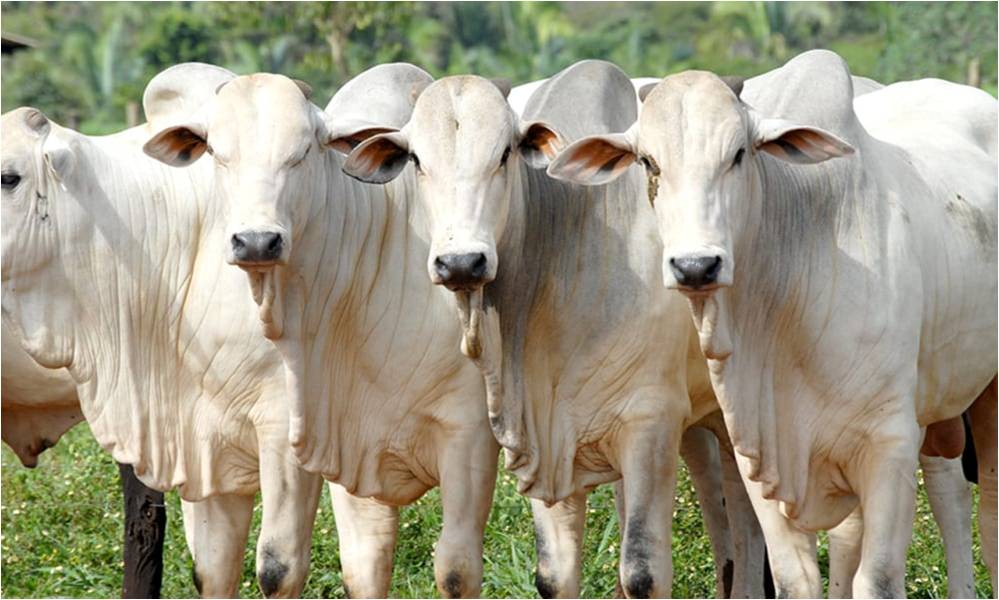 Photo of Preços dos suínos em alta na China e dólar forte devem estimular importações chinesas de carne bovina no Brasil