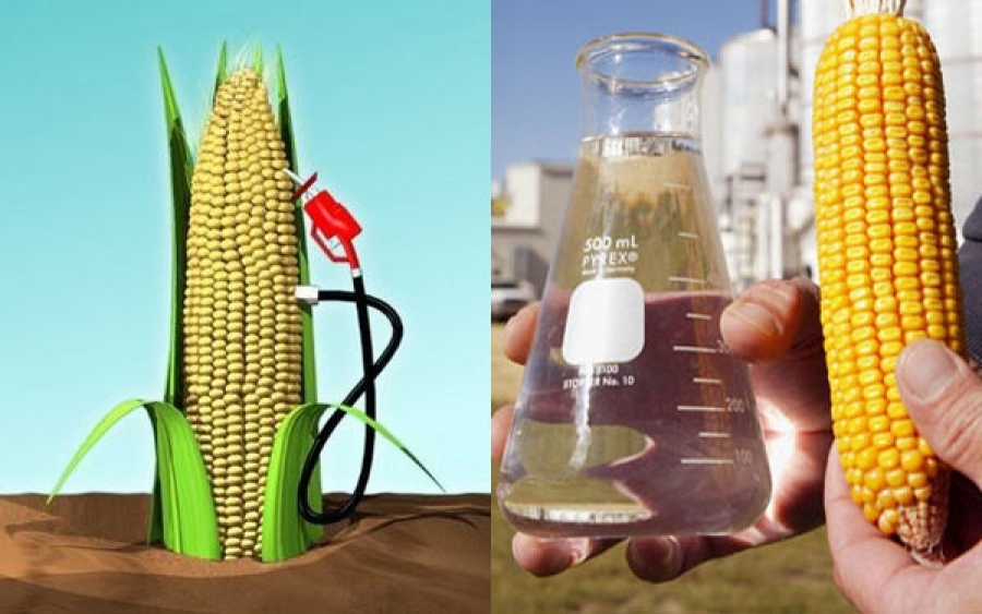 Photo of MT- Usinas de etanol fazem do milho um dos protagonistas do Estado na produção de grãos