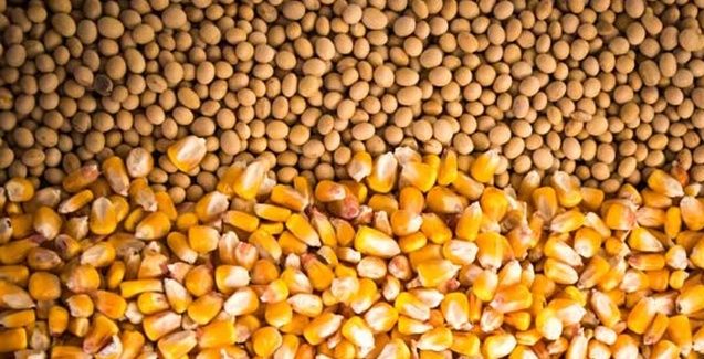 Photo of MT: vendas futuras de soja e milho estão em ritmo histórico, aponta Imea