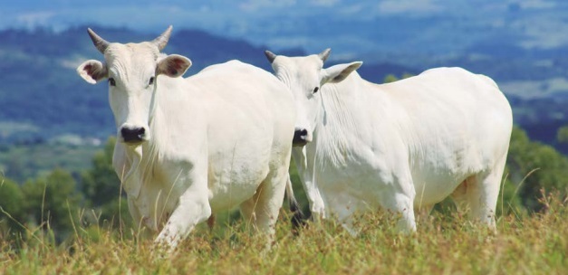Photo of Canarana- Indea confirma mais um foco de raiva bovina em animais em uma fazenda