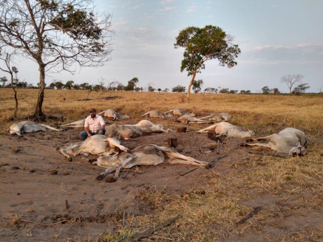 Photo of Tristeza: frio surpreende pecuaristas e causa morte de gado em Mato Grosso