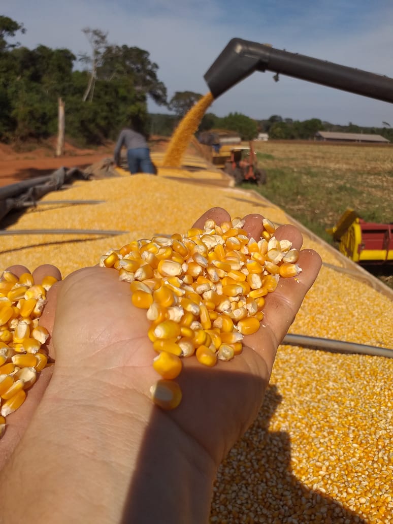 Photo of Mato Grosso pela primeira vez na história, produção de milho deve superar a de soja