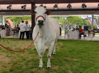 Photo of Nelore mais valioso do Brasil: vaca é arrematada por R$ 3,18 milhões