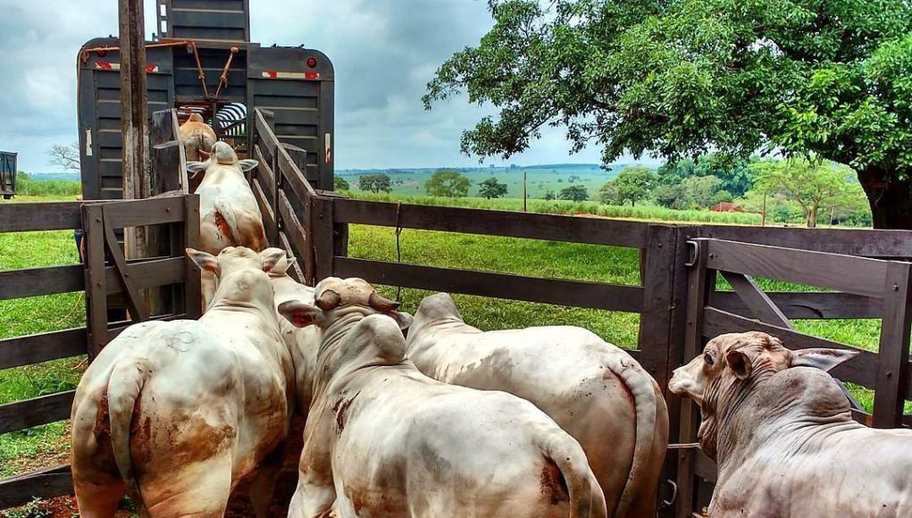 Photo of MT – Ladrões de gado fazem funcionários de fazenda como reféns