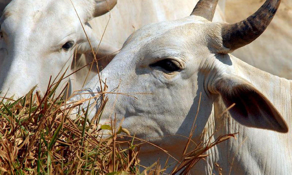 Photo of Mato Grosso já é o maior exportador de carne bovina do país, diz Scot Consultoria