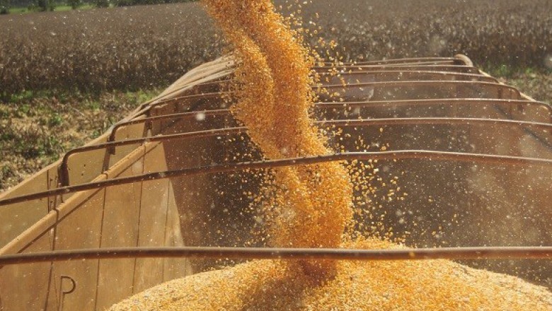 Photo of Com atraso, colheita de milho alcança 22,5% da área em Mato Grosso