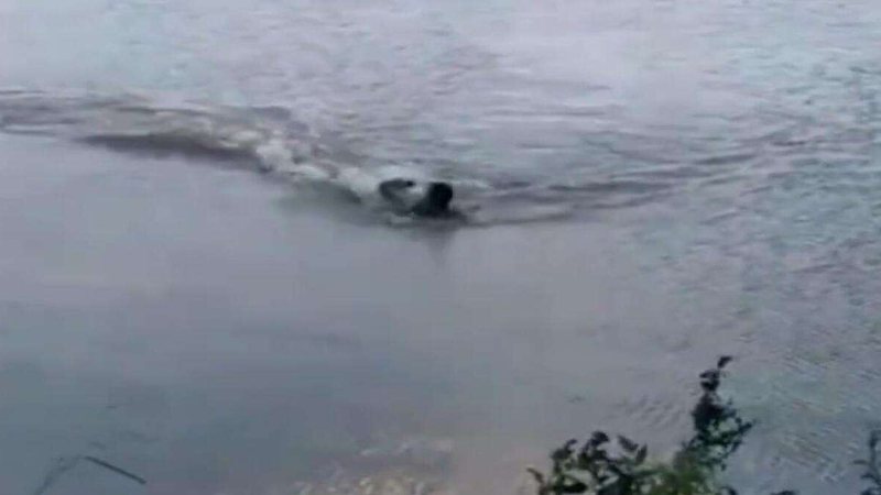 Photo of MS- Homem é atacado por jacaré quando nadava no Lago do Amor