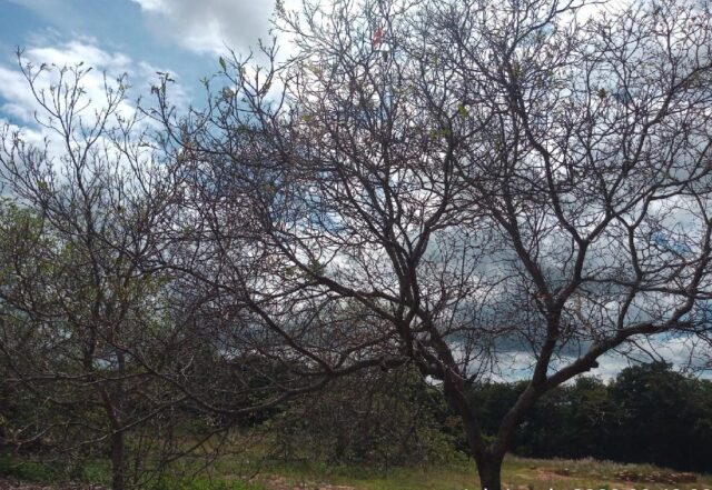 Photo of Nuvem de gafanhotos causa prejuízos em propriedade rural de MT