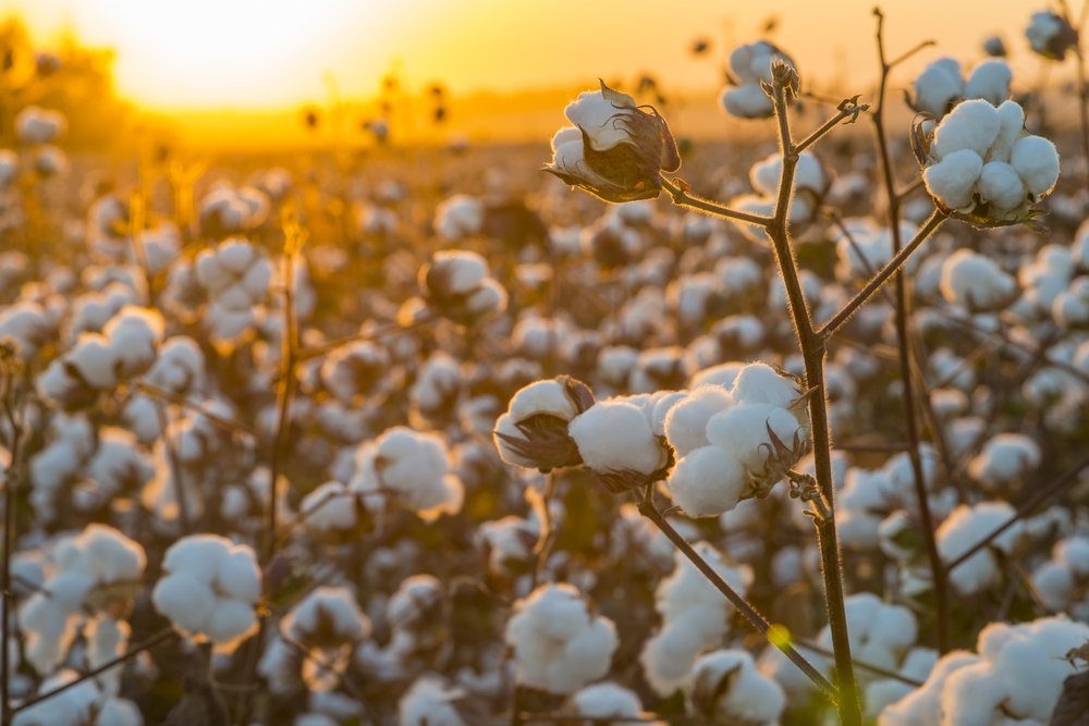 Photo of Brasil tem a chance de se tornar o nº 1 em produção de algodão, afirmam especialistas