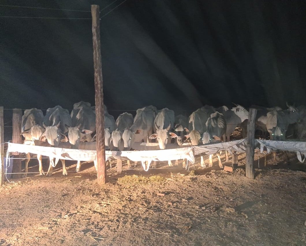 Photo of Mais de 900 cabeças de gado nelore são encontradas abandonadas em propriedade rural
