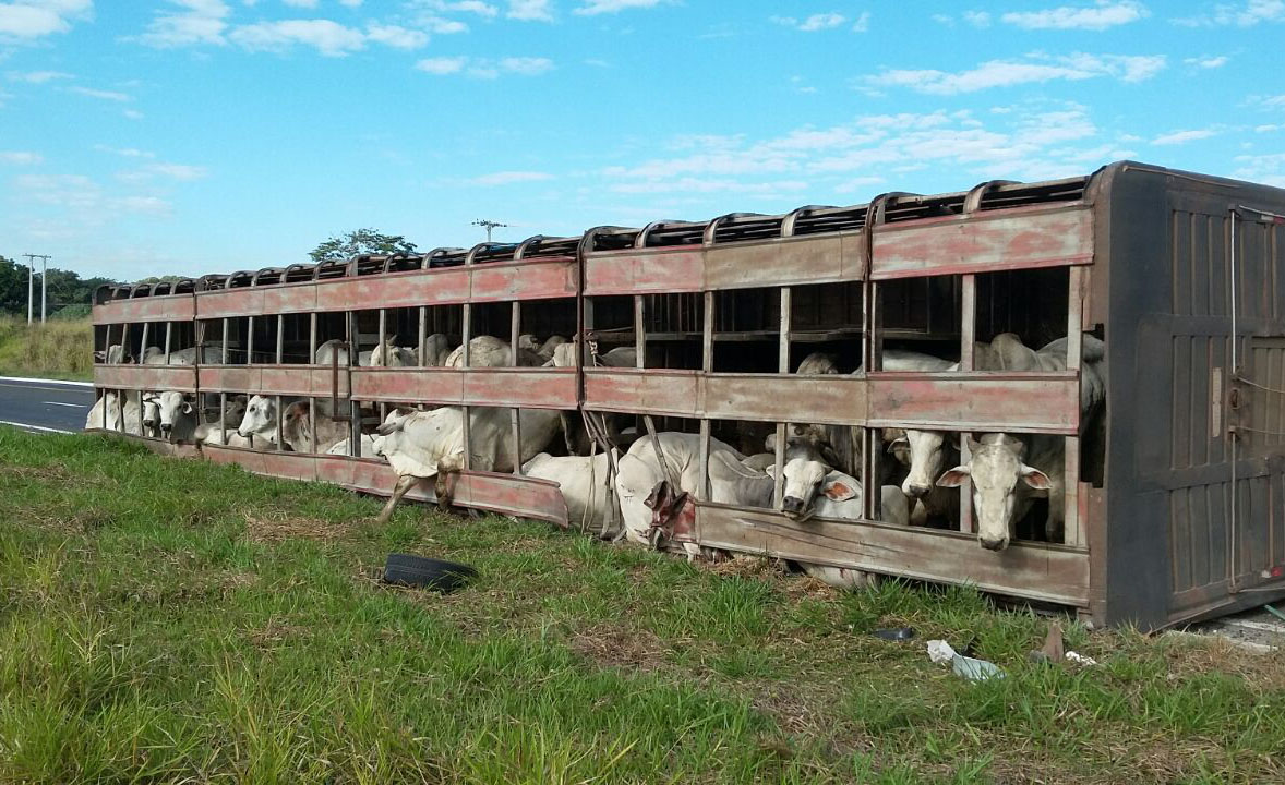 Photo of Querência- Caminhão carregado de gado tomba na MT-109