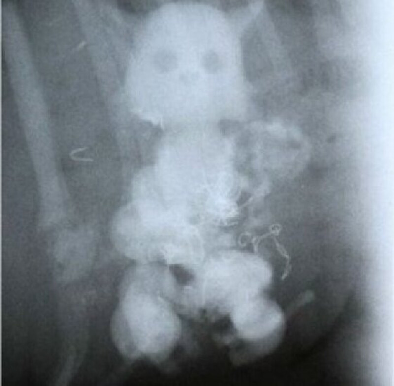 Photo of Homem coloca boneca dentro do ânus e vai parar no hospital no Norte de Mato Grosso