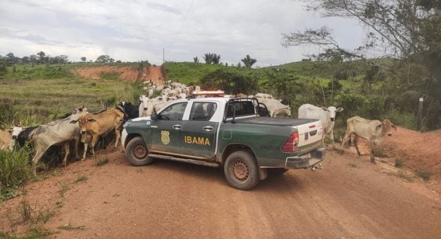 Photo of Ibama apreende 3 mil cabeças de gado