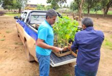 Photo of Secretaria de Agricultura de Querência realiza mais uma distribuição de mudas frutíferas