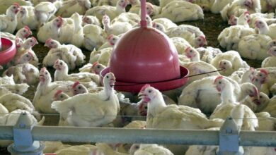 Photo of SANIDADE ANIMAL:  Análises em suspeitas de gripe aviária em granjas comerciais em SC e TO continuam