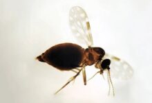 Photo of Febre Oropouche: Brasil tem alta de casos em 2025; veja como identificar, prevenir e tratar