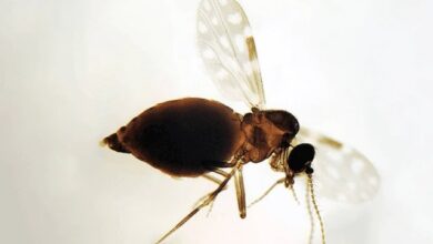 Photo of Febre Oropouche: Brasil tem alta de casos em 2025; veja como identificar, prevenir e tratar