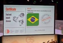 Photo of Informativo Agrícola Querência: Safrinha do Milho, certificado Brasil livre de febre aftosa, Nova soja e demais assuntos