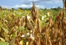 Photo of Sem cultivo por 90 dias: vazio sanitário começa em MT para prevenir praga que pode dizimar lavouras