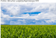 Photo of Aprosoja MT vê com preocupação cenário de endividamento no campo e defende medidas estruturantes