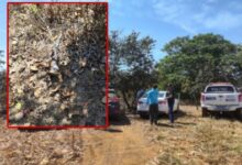 Photo of Casal morre e neto fica ferido após disparo acidental de espingarda durante caçada em assentamento de MT