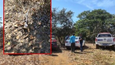 Photo of Casal morre e neto fica ferido após disparo acidental de espingarda durante caçada em assentamento de MT