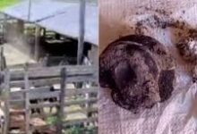 Photo of Objeto misterioso cai em propriedade rural de Minas Gerais e será analisado por especialista em meteoritos