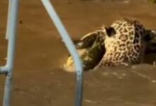 Photo of Onça-pintada surpreende ao saltar de árvore e capturar jacaré no Pantanal