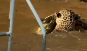 Photo of Onça-pintada surpreende ao saltar de árvore e capturar jacaré no Pantanal