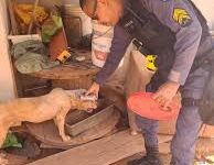 Photo of Resgate de animais em situação de maus-tratos mobiliza forças de segurança em Sorriso-MT