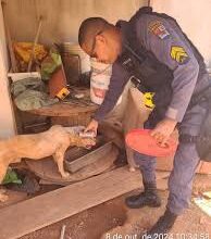 Photo of Resgate de animais em situação de maus-tratos mobiliza forças de segurança em Sorriso-MT