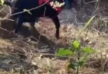 Photo of Cão farejador ajuda a localizar corpo de homem sequestrado em Mato Grosso