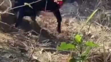 Photo of Cão farejador ajuda a localizar corpo de homem sequestrado em Mato Grosso