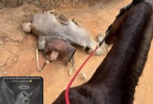 Photo of REVOLTA E COMOÇÃO NACIONAL: Homem confessa ter decepado patas de cavalo em Bananal (SP)