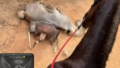 Photo of REVOLTA E COMOÇÃO NACIONAL: Homem confessa ter decepado patas de cavalo em Bananal (SP)