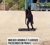 Photo of Macaco-aranha “turista” chama atenção na Flona do Tapajós