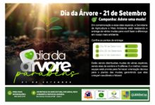 Photo of Querência: Dia da Árvore será celebrado com campanha de distribuição de mudas