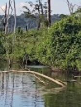 Photo of MT: Registro raro mostra pacus se alimentando