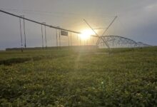 Photo of Vale do Araguaia desponta como aposta estratégica para a produção agrícola