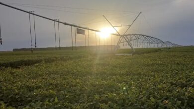 Photo of Vale do Araguaia desponta como aposta estratégica para a produção agrícola
