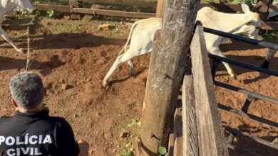 Photo of Polícia Civil de MT e Polícia Militar de GO recuperam novilhas e equinos furtados em fazenda de Canarana
