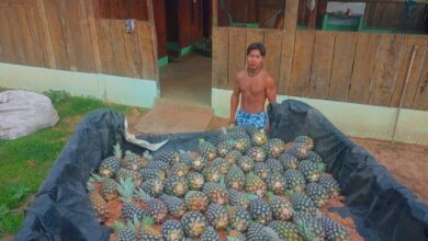 Photo of Produção Sustentável e Valorização Cultural
