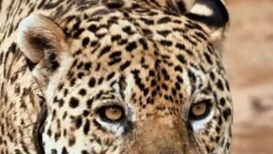 Photo of A onça-pintada, maior felino das Américas, segue sendo um dos mais fortes símbolos de resistência do Pantanal