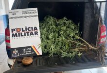 Photo of Redes sociais viram prova e PM flagra cultivo de maconha em Canarana