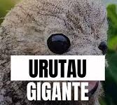 Photo of Urutau ferido é resgatado pelo Corpo de Bombeiros em Ji-Paraná (RO)