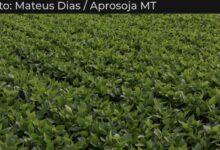 Photo of Nota Oficial: Aprosoja -MT