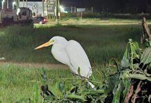 Photo of Garça-branca-grande chama a atenção de moradores em Querência